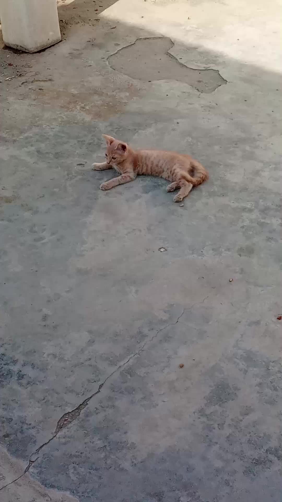 @cutecatlover8172