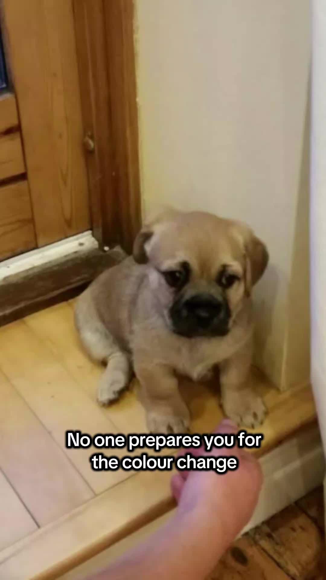 @joemurpie