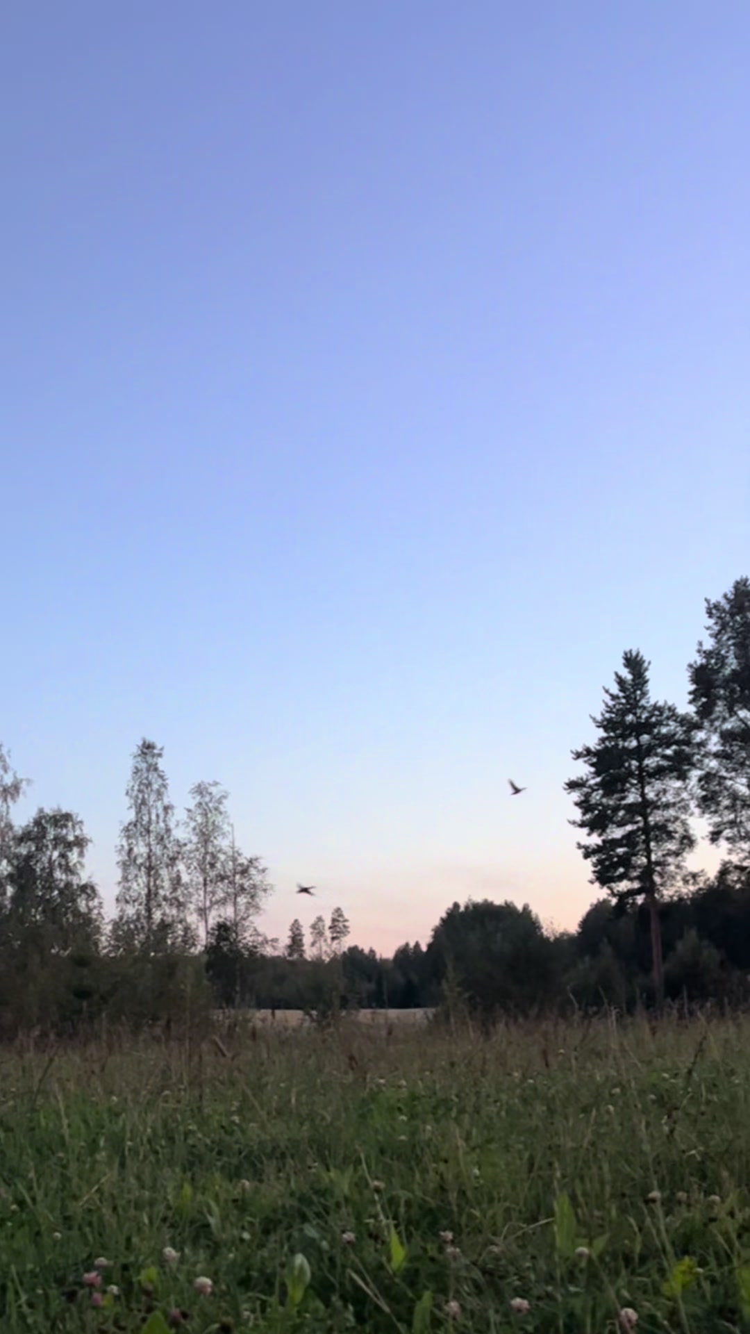 @maissi