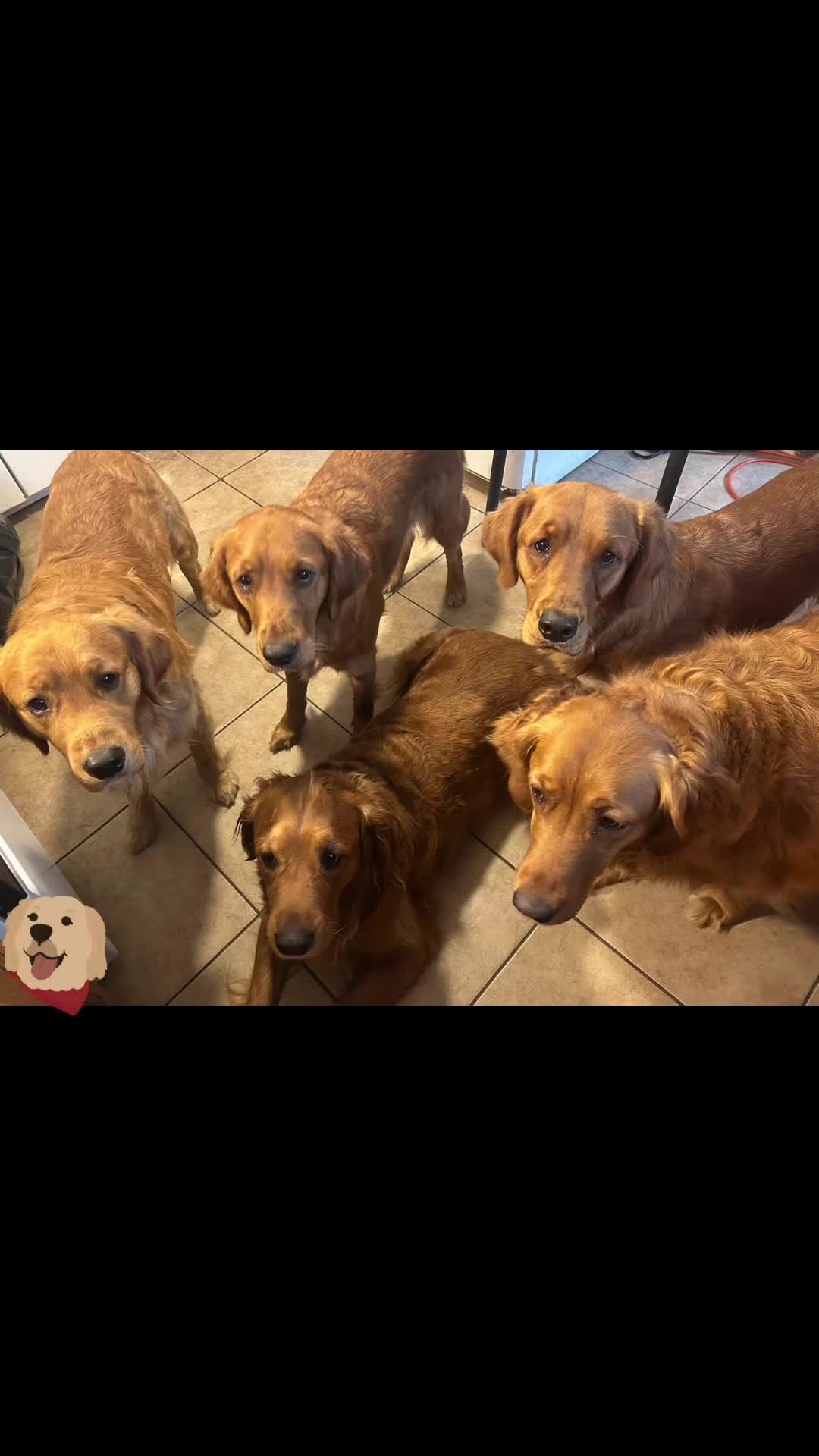 @Los golden Retriever