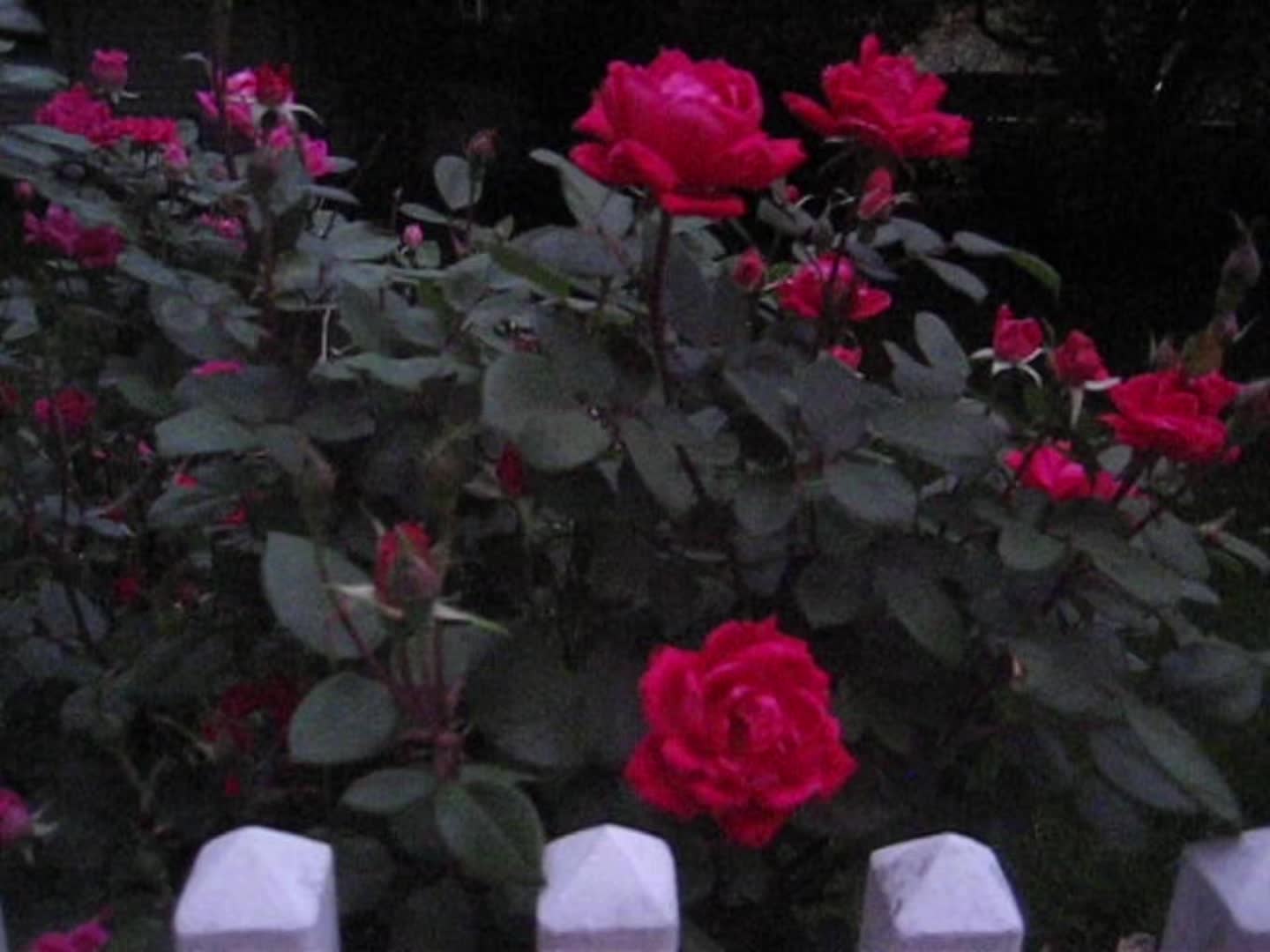 @digitalvideoss