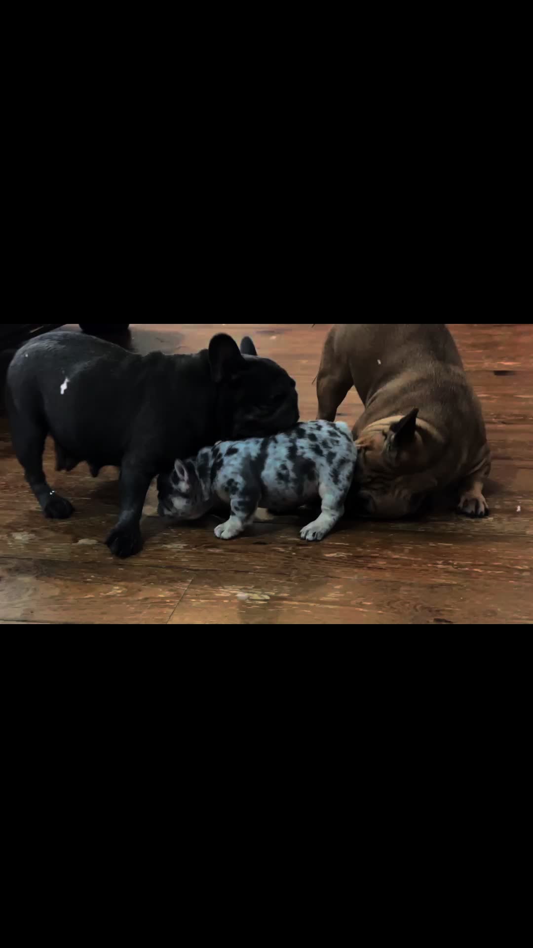 @Southern-Frenchies-And-Sons