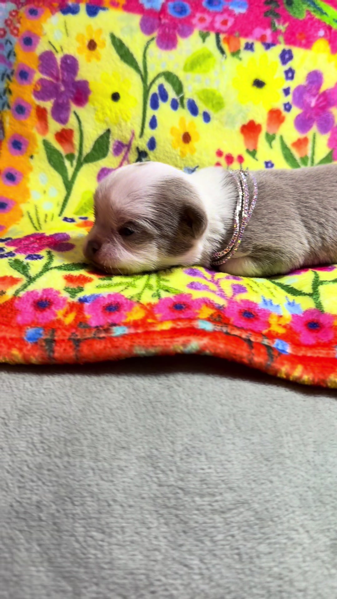@Xhiana Chihuahuas. 🇪🇸