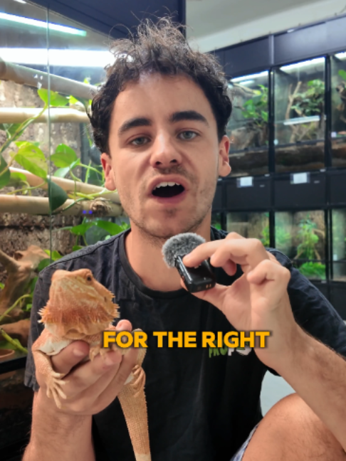 @prorep_reptile