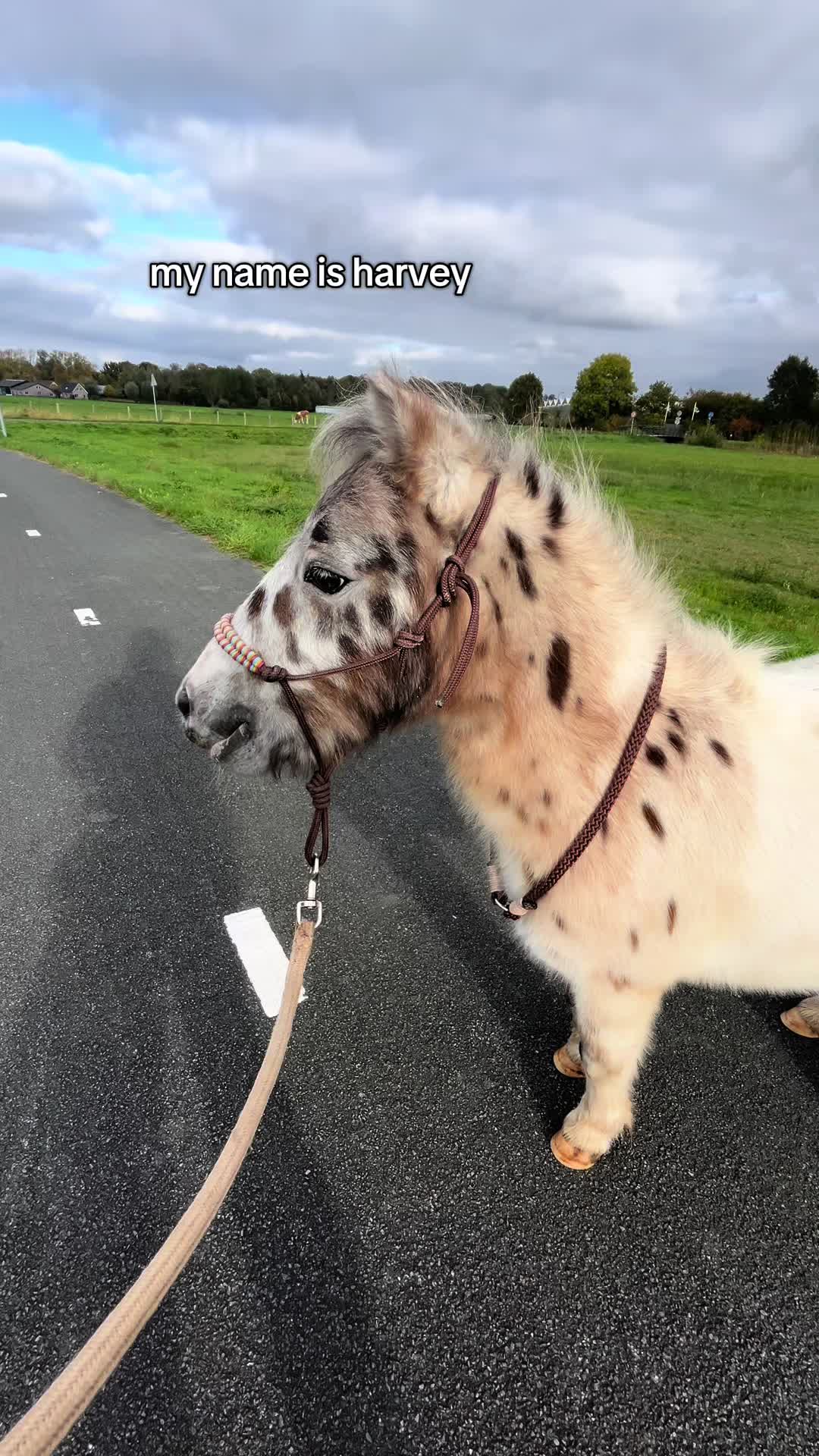 @Horses TikTok