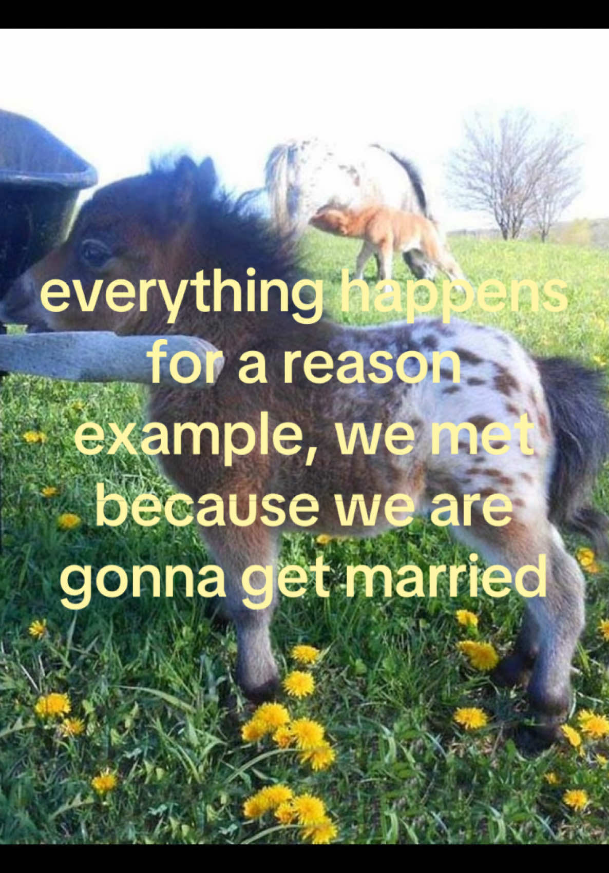 @iseenthisinmydream