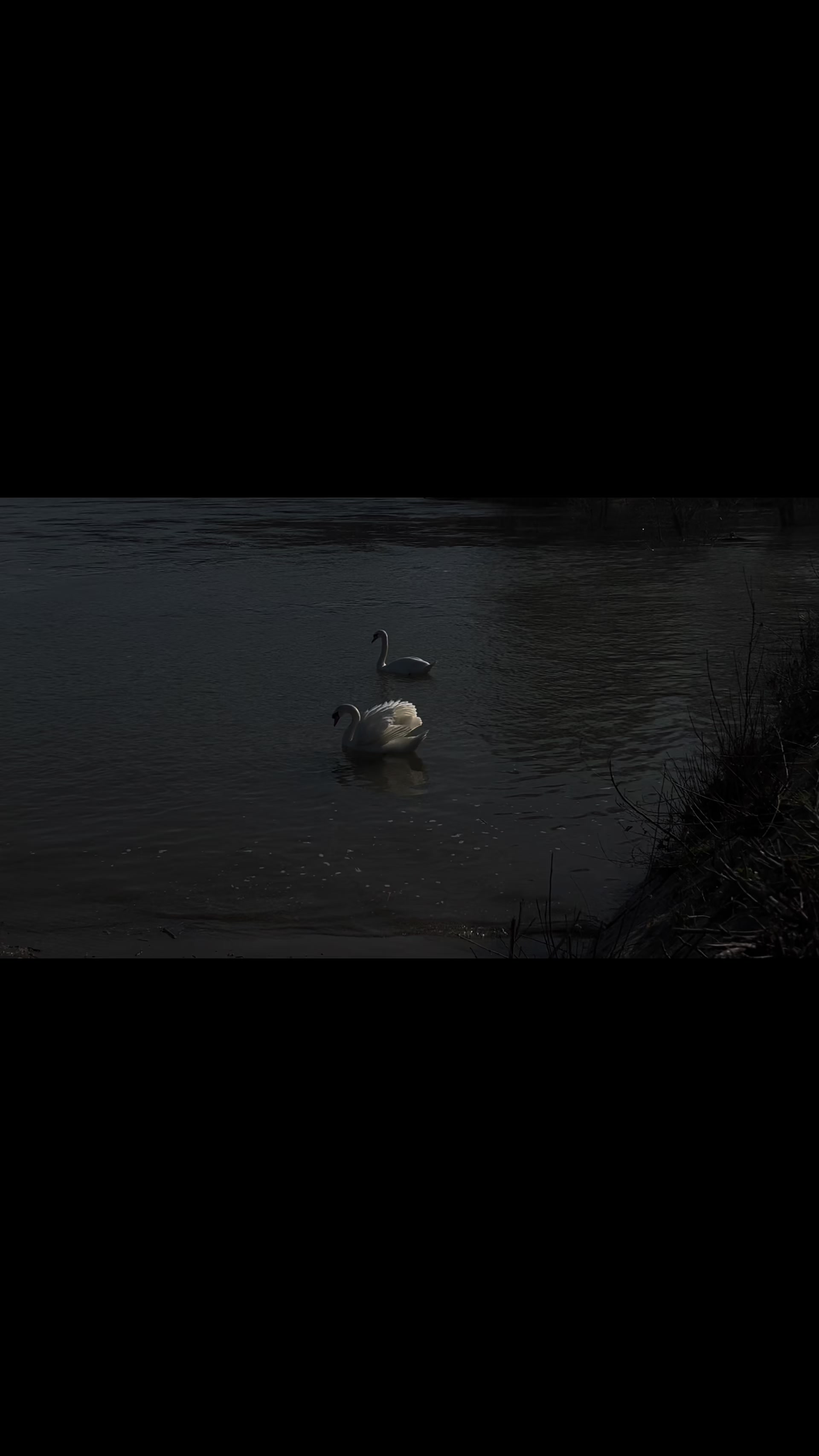 @𝒮𝓌𝒶𝓃🦢