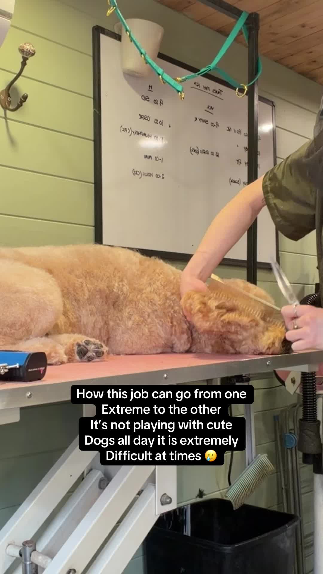 @hollyshoundsgrooming