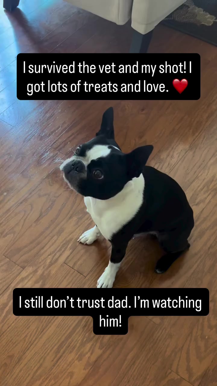 @boston.terrier.shop
