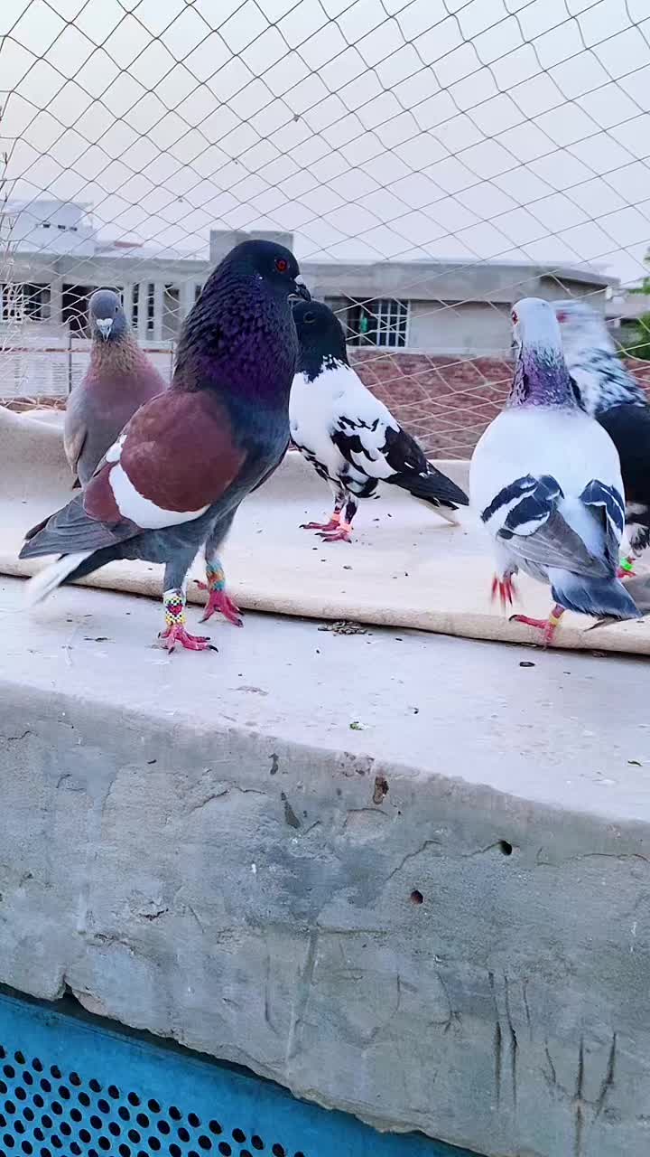 @J@&pound;!R S@H00 111🦅