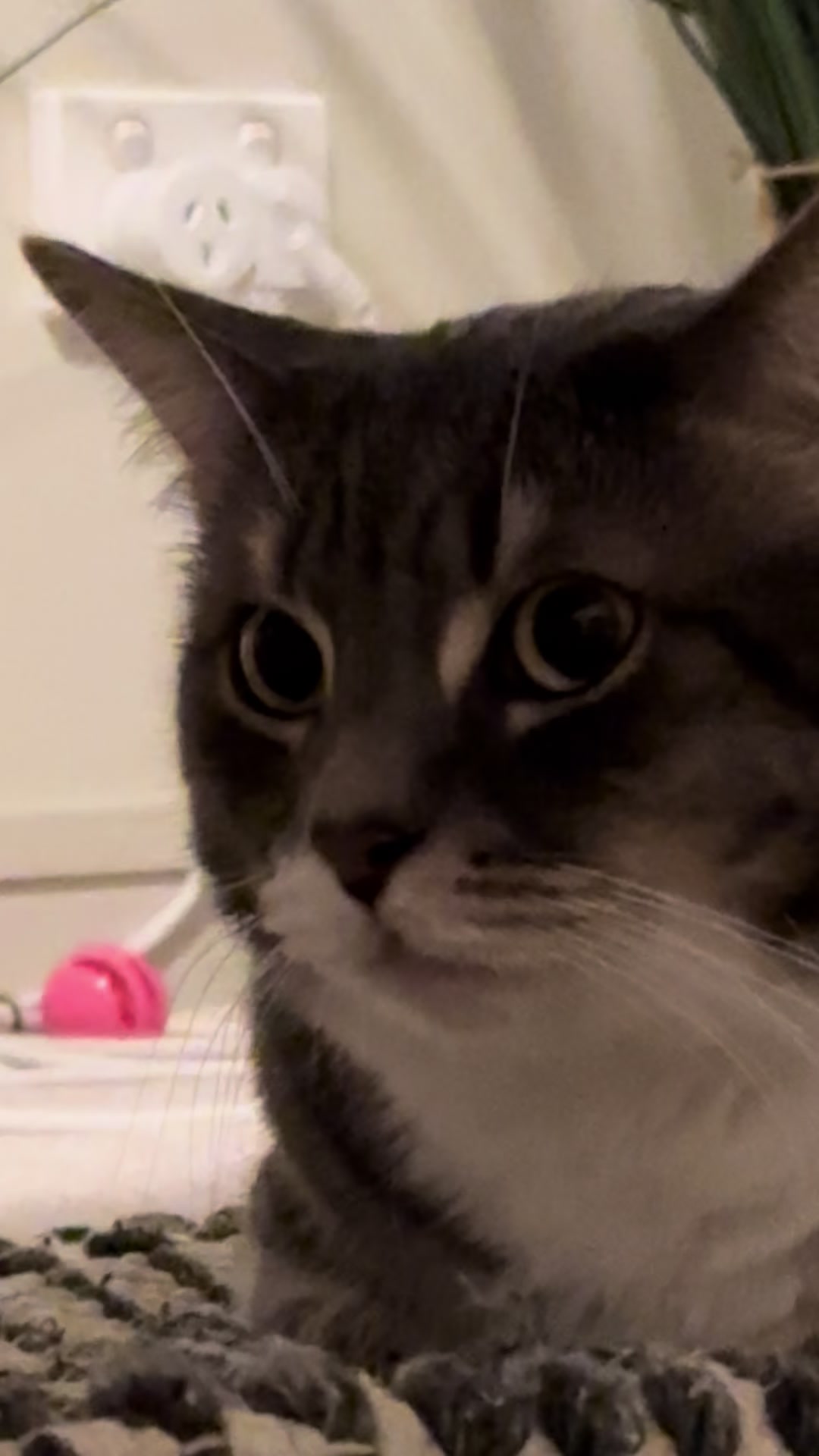 @猫のテツ