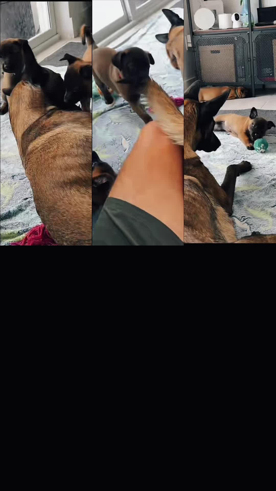@🤗CUDDLES 🤗🐐🐐🔥🔥