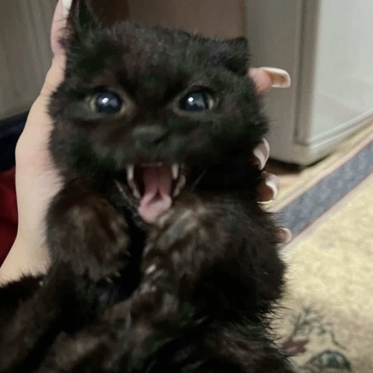 @дертидарина💤