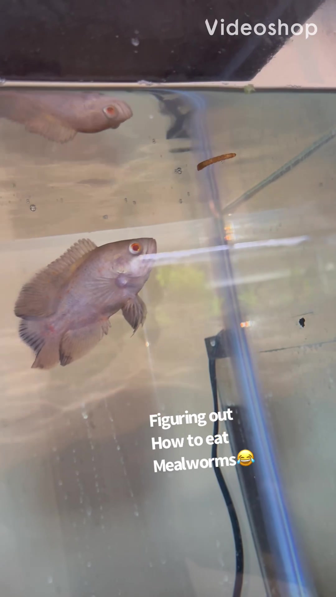 @fishdaddy2002