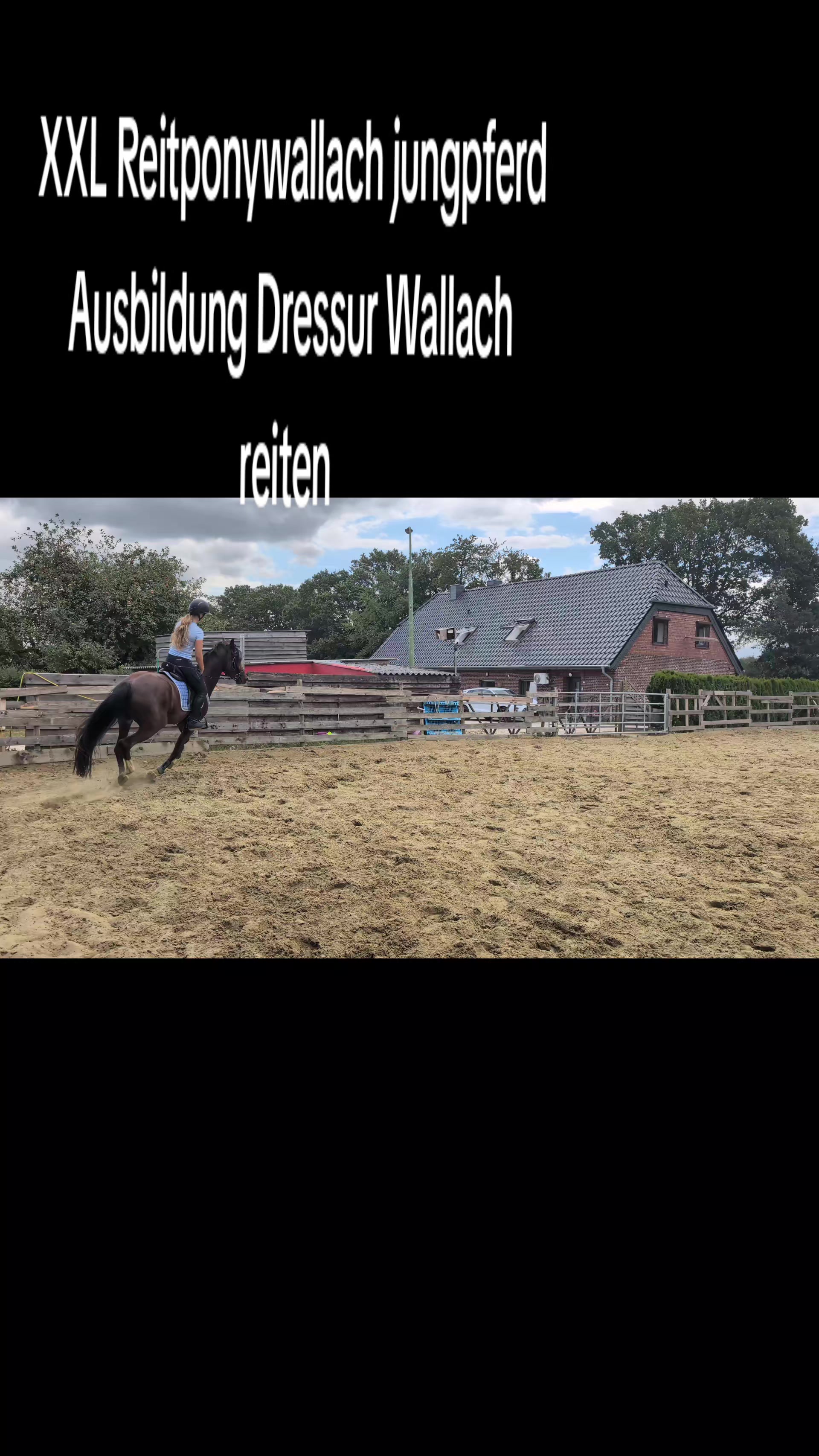 @Steffis_horse_world