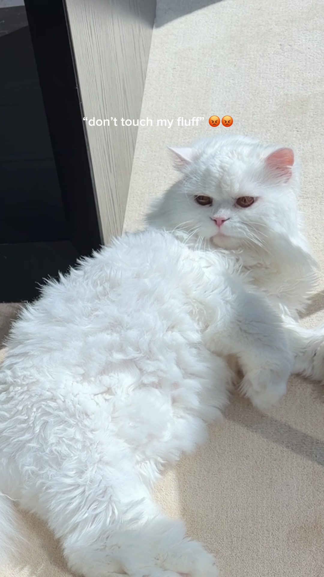 @Cleo the City Kitty