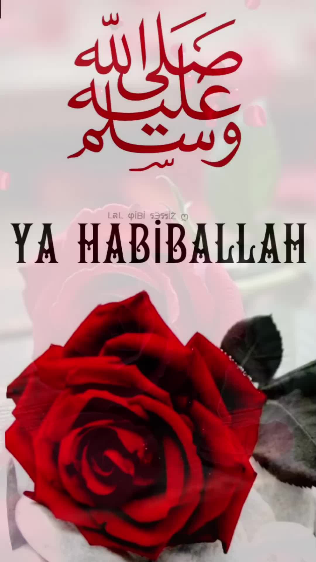 @MEVLÜT 0816