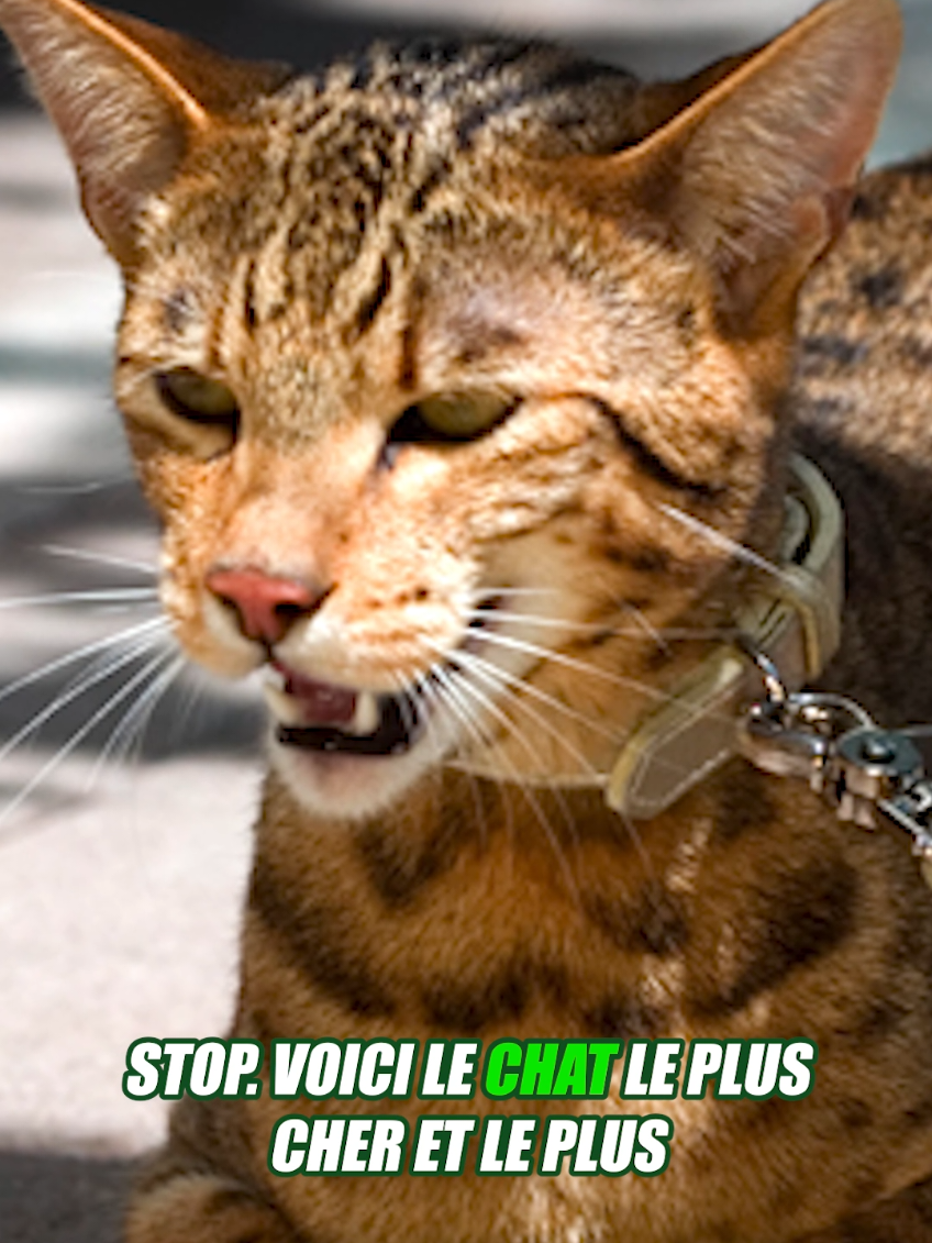 @Vico-Le Savais tu ?