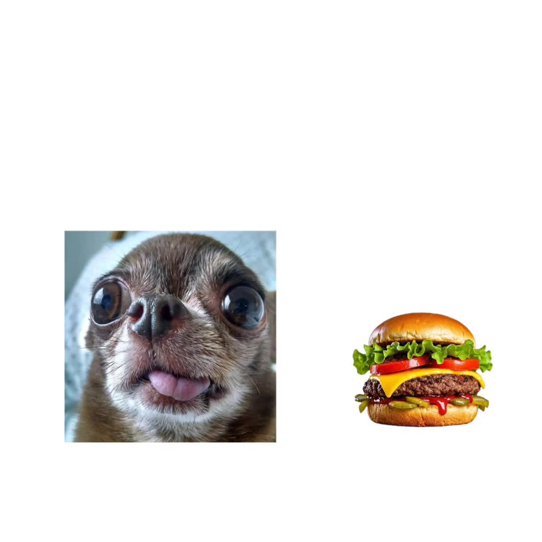 @a handsome chihuahua lover