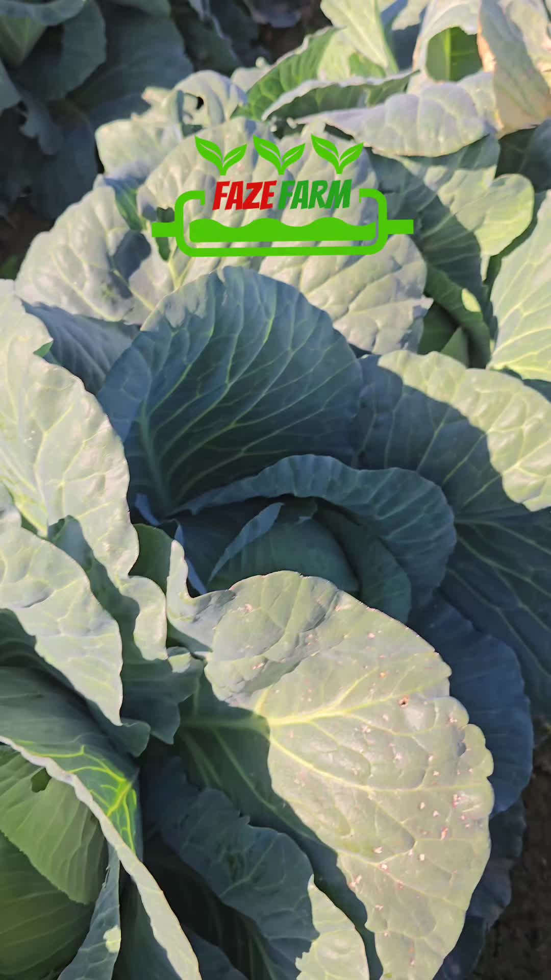 @Faze Farm