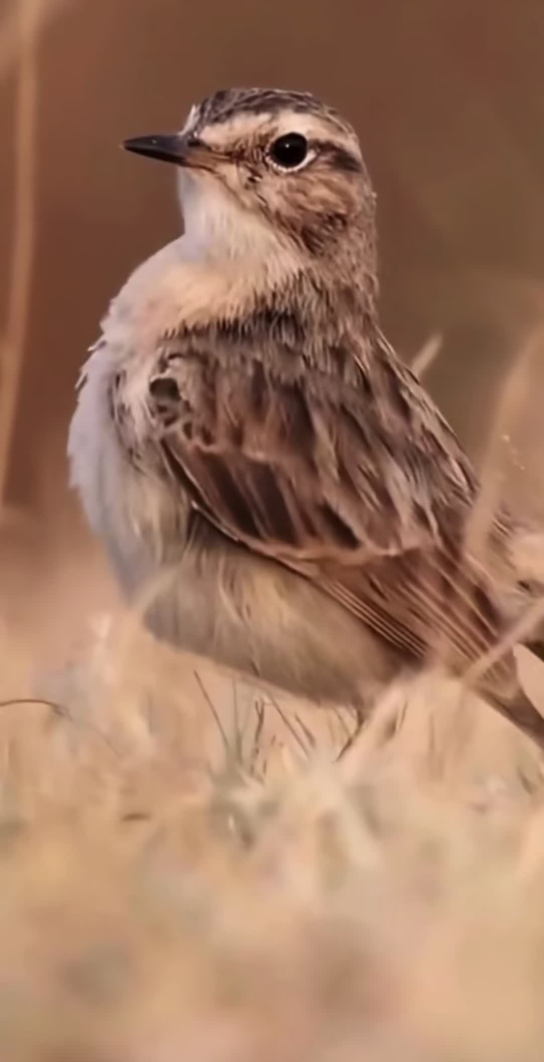@hibou débrouillard