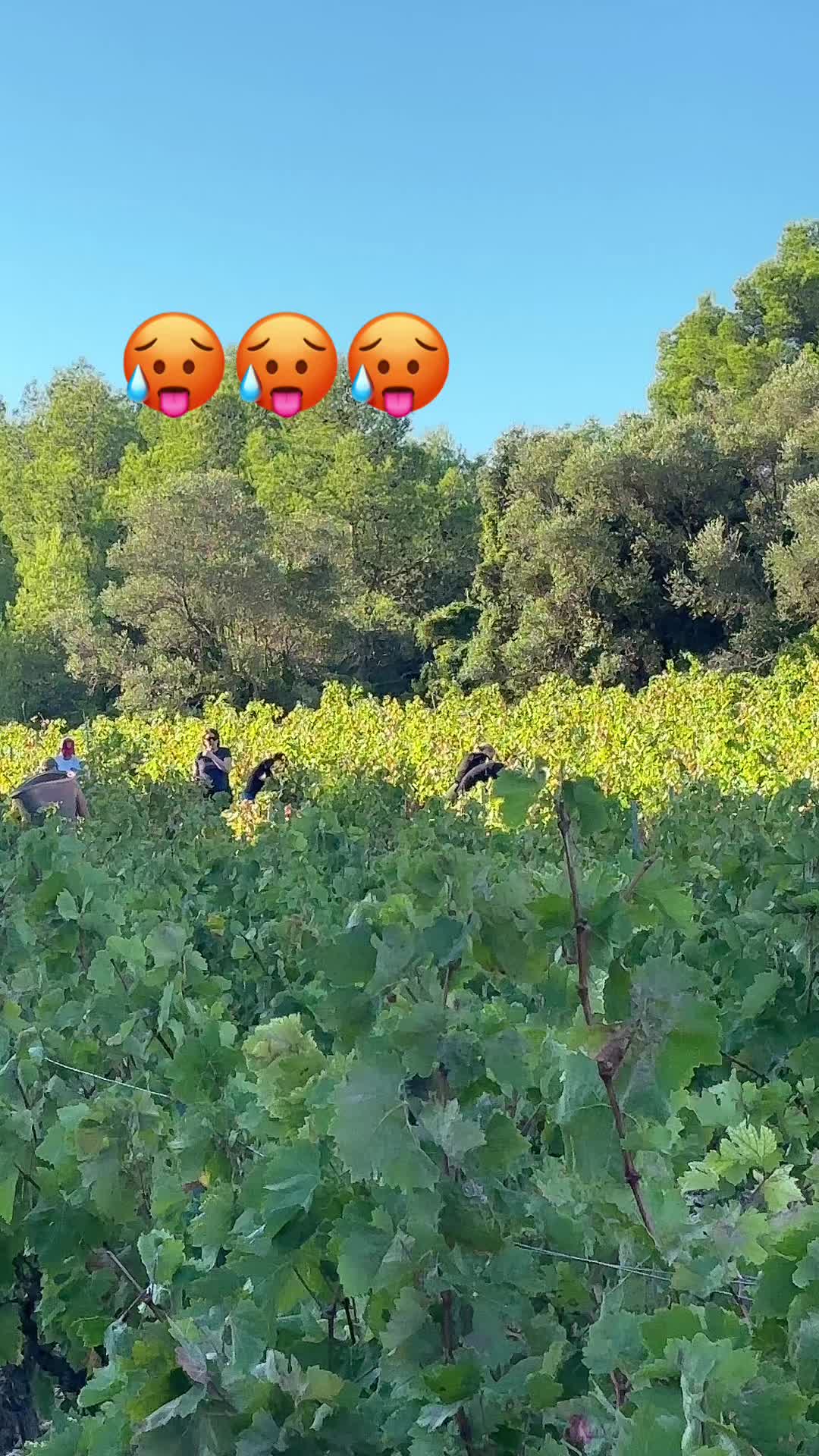 @Nico 🍇🍷🇫🇷