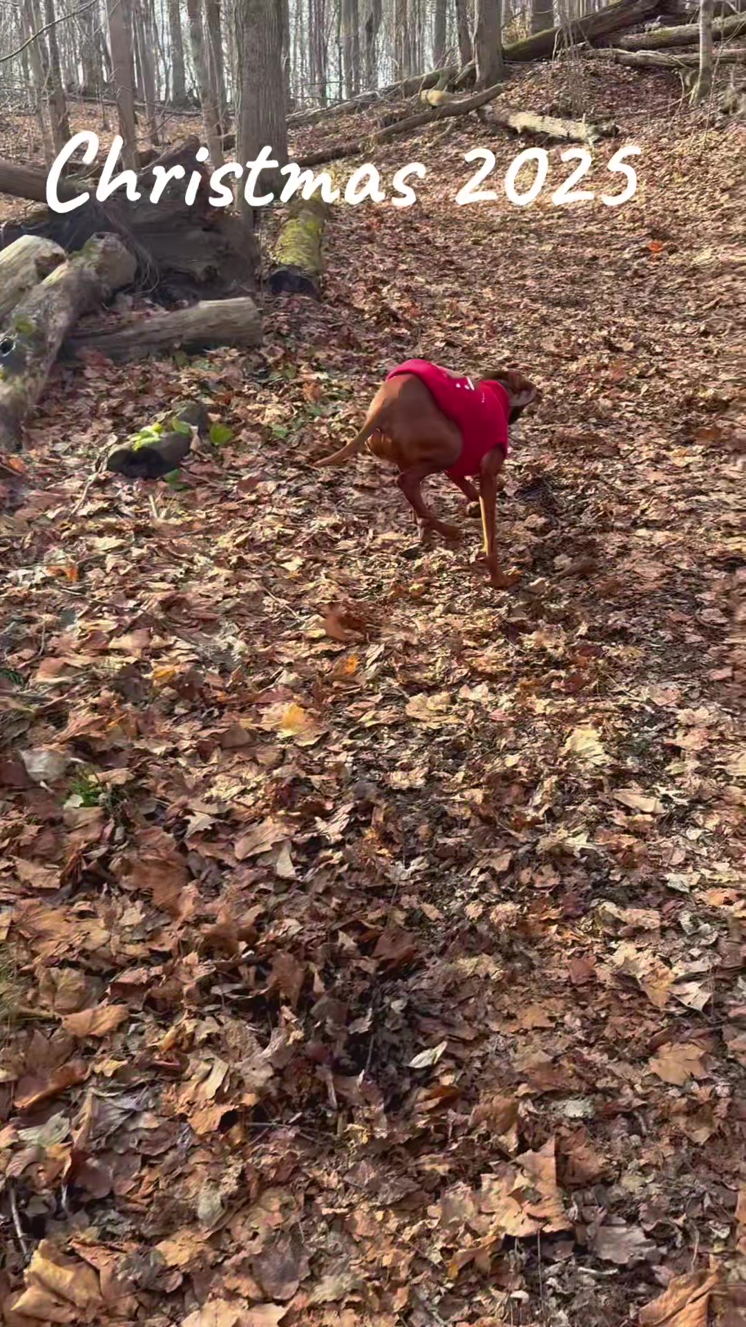 @Wiggle butt
