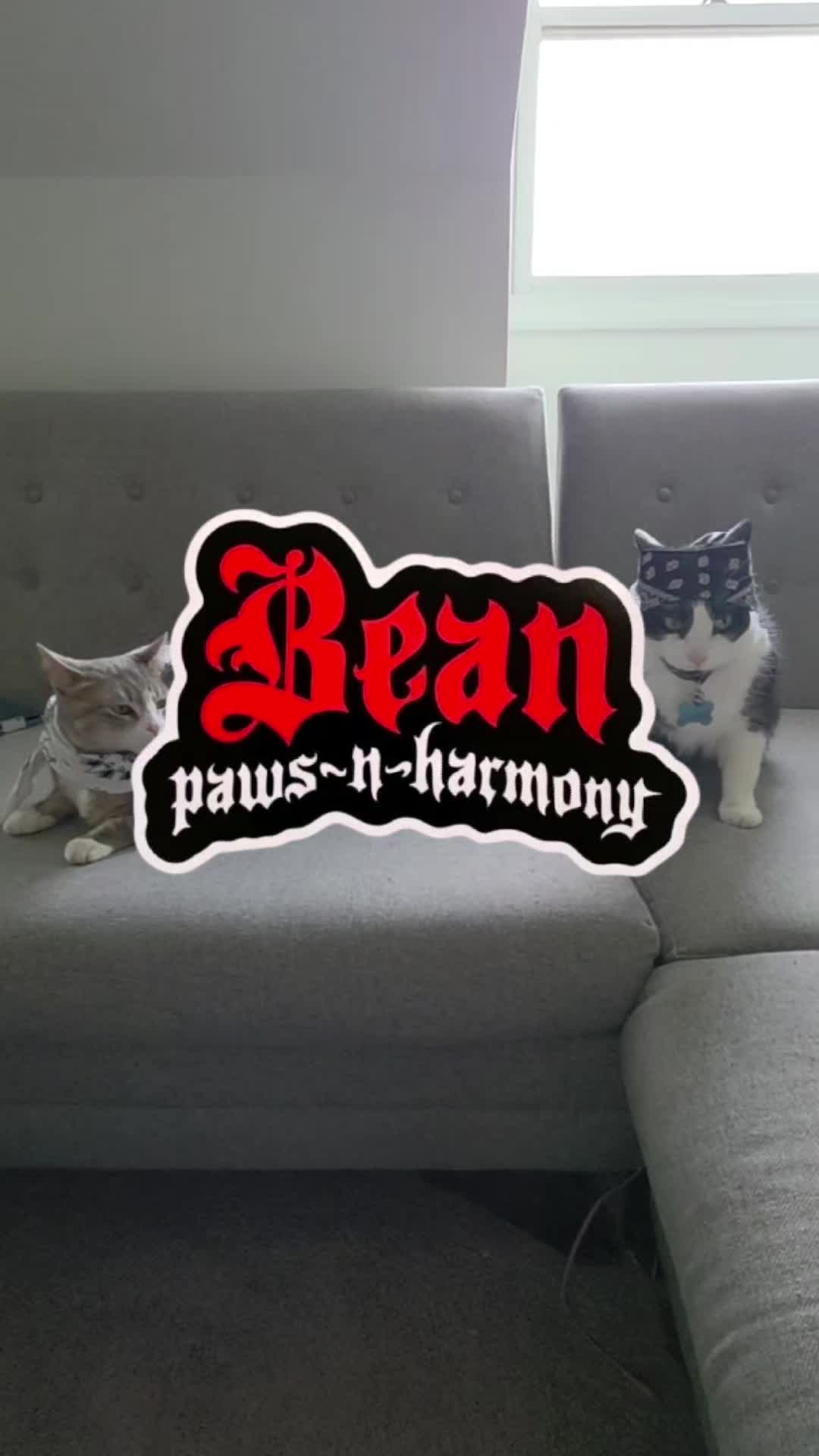 @THUGxedo Cat