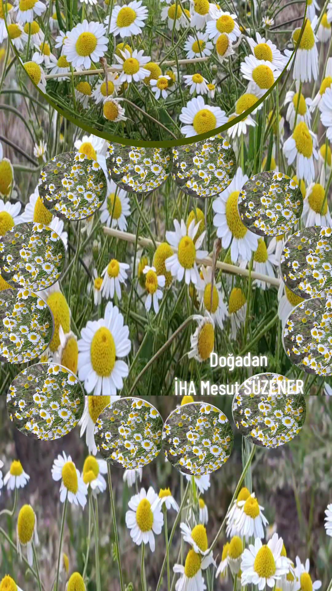 @mesut s&uuml;zener