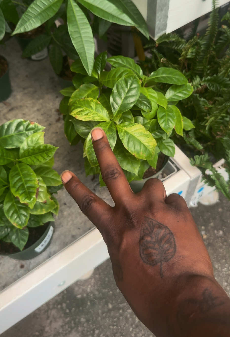 @Plant Deco ATL
