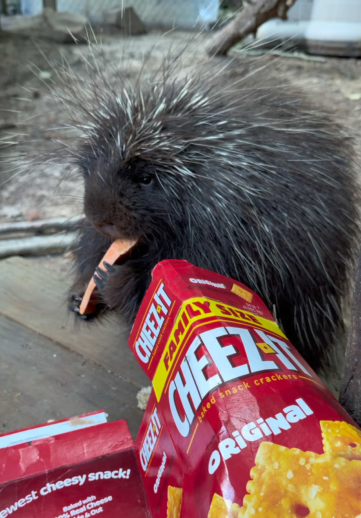 @memphiszoo