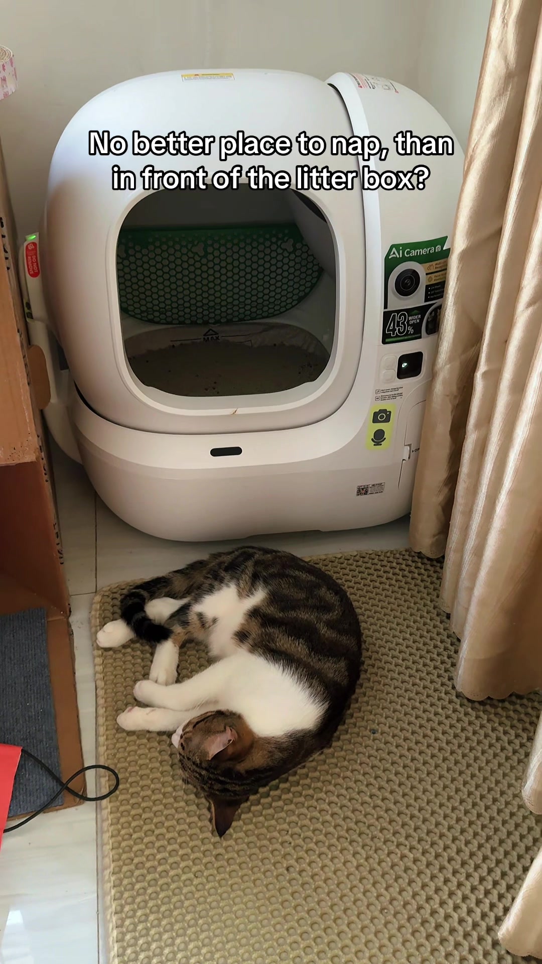 @Three Cats | Behavior & Life