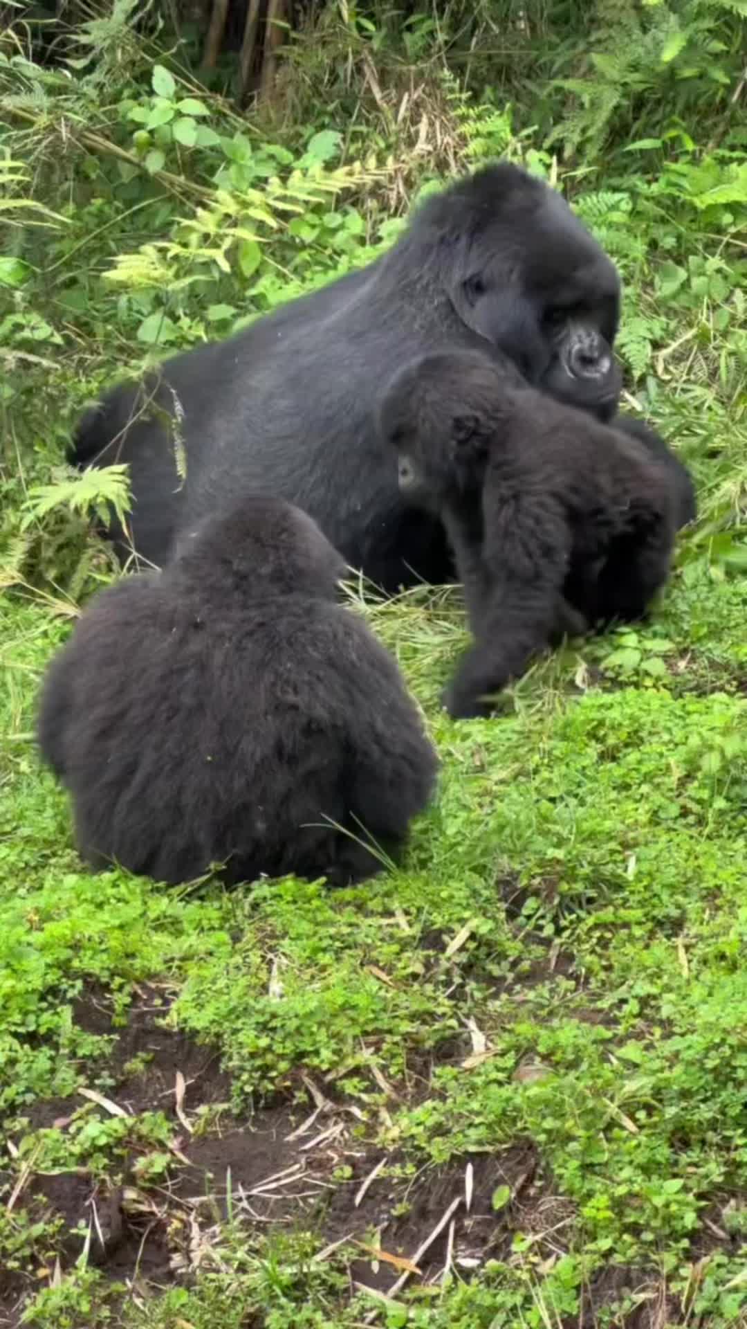 @Awesome gorillas