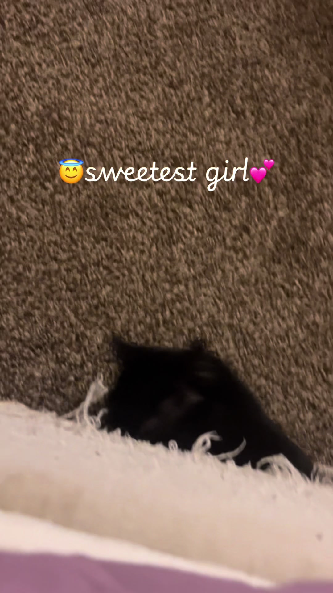 @😽MsKittyPaws😽