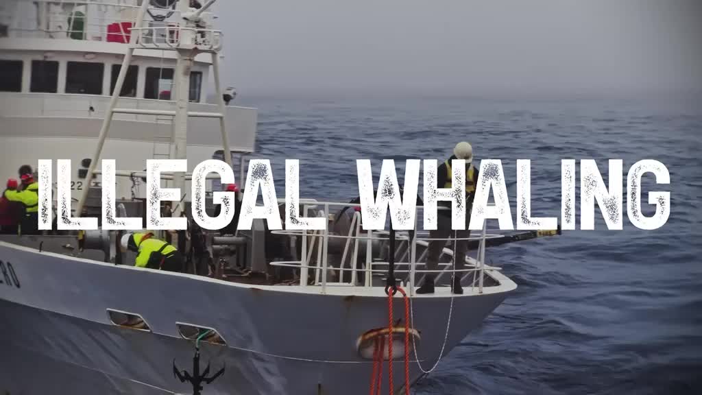 @Captain Paul Watson Foundation