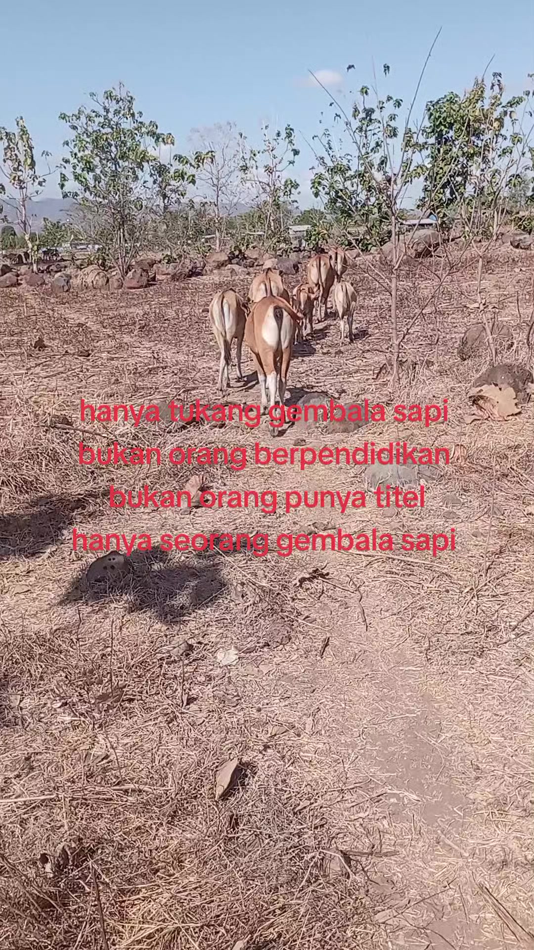 @🐄gembala sapi🐄