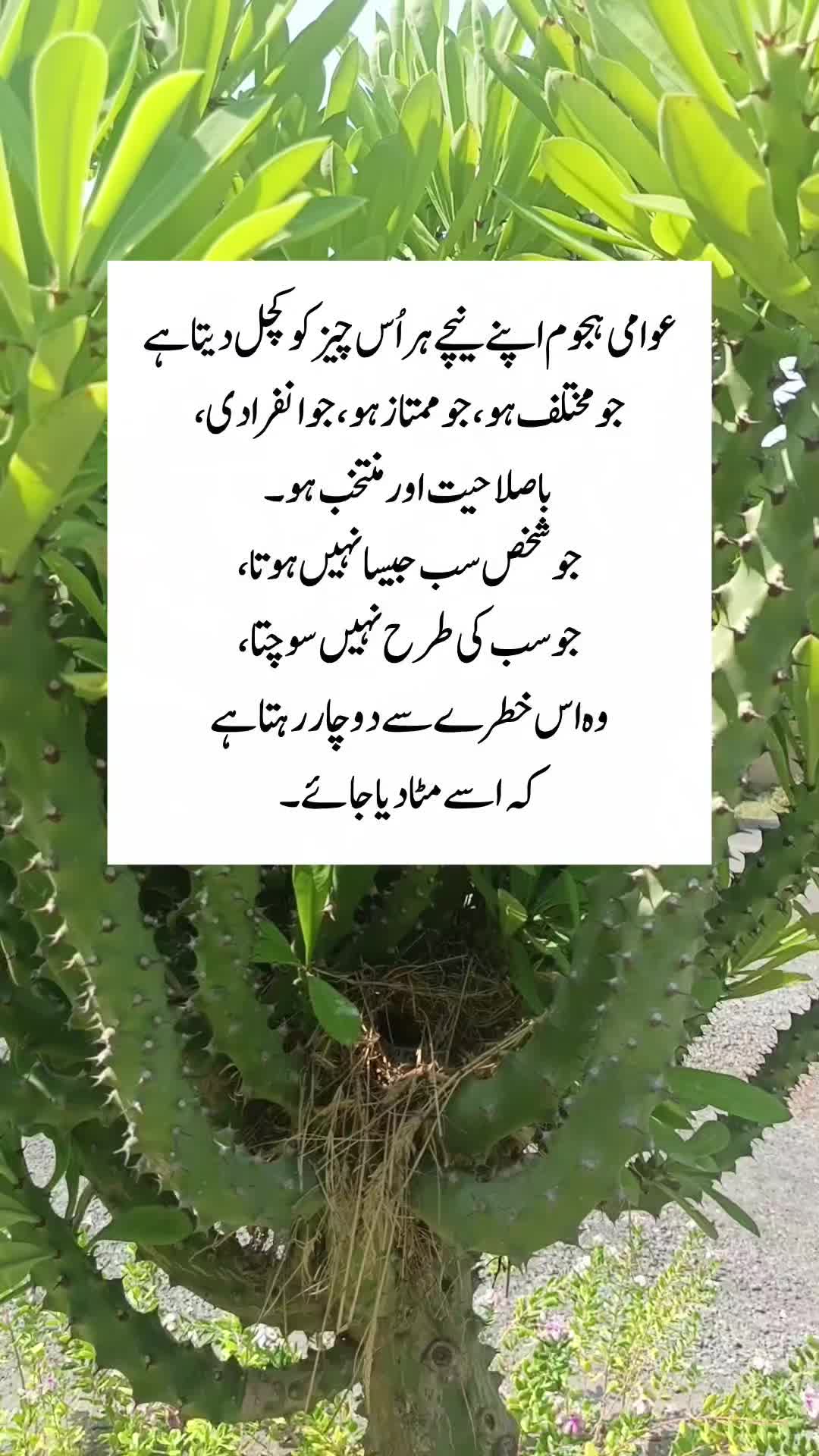 @Kainat Quotes
