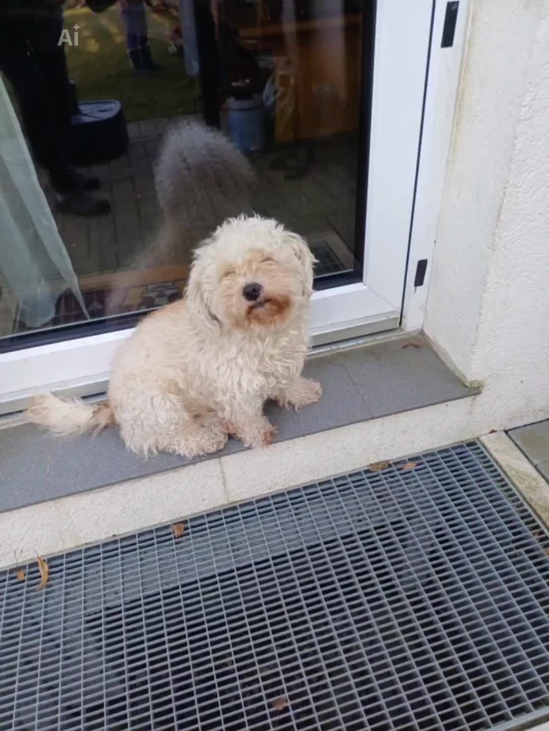 @HundeMom🐺🐶🐕🐶🥒