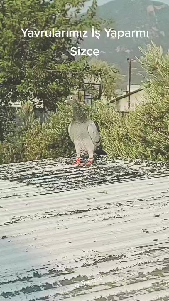 @Okan Kç