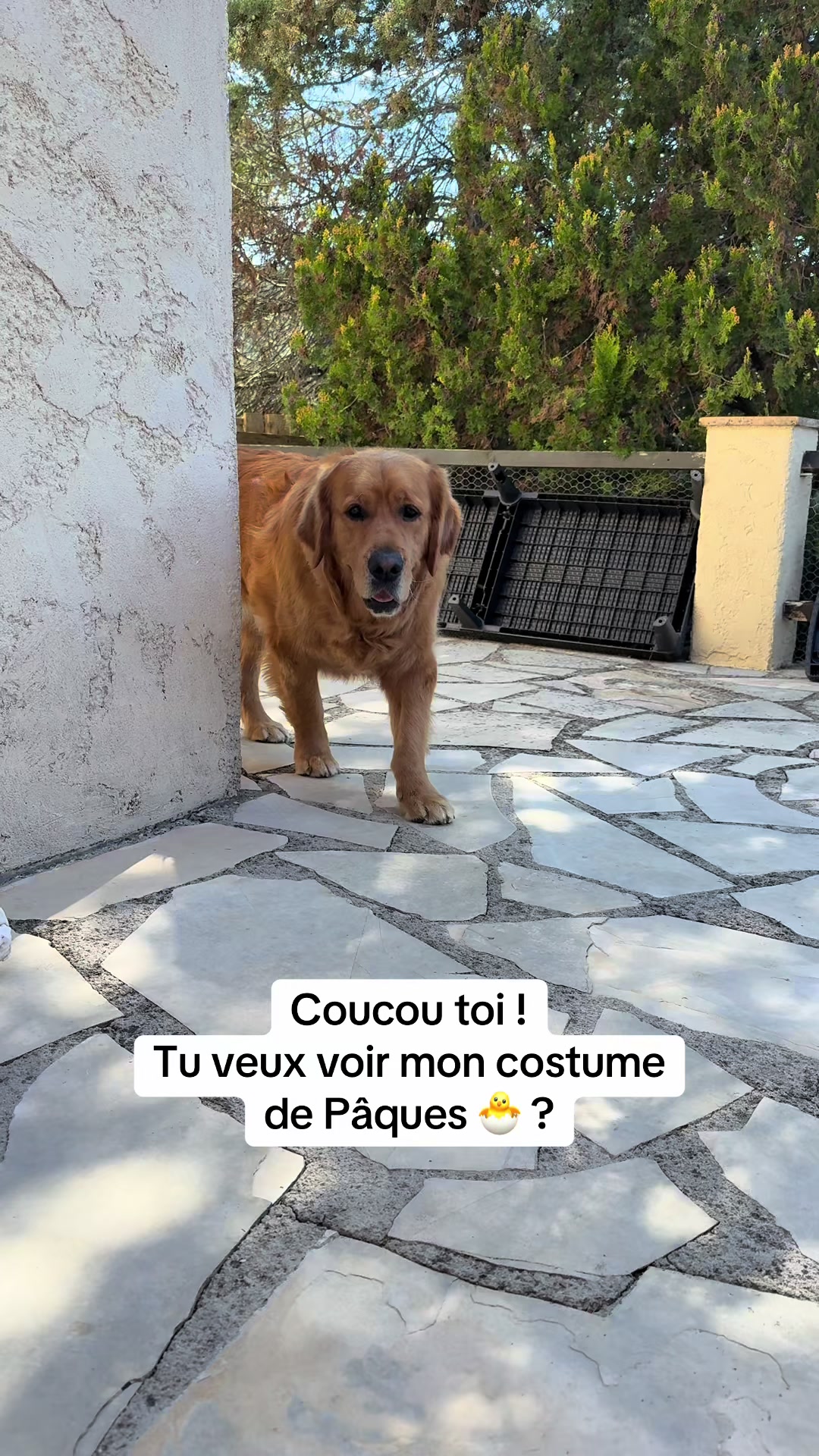 @Uggy Le Golden 🐶