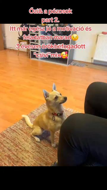 @Viki-Kutyakozmetika Másképp