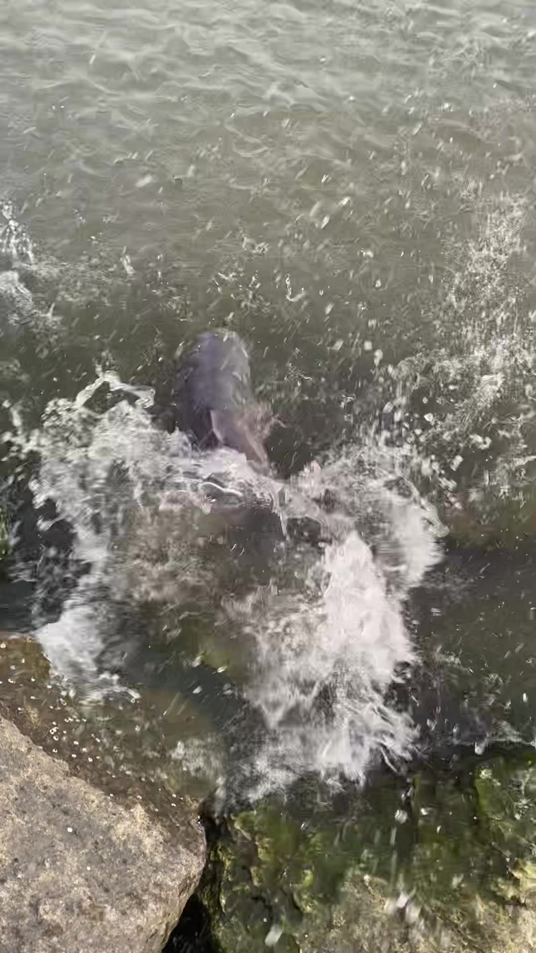 @baltimorebanditfishing