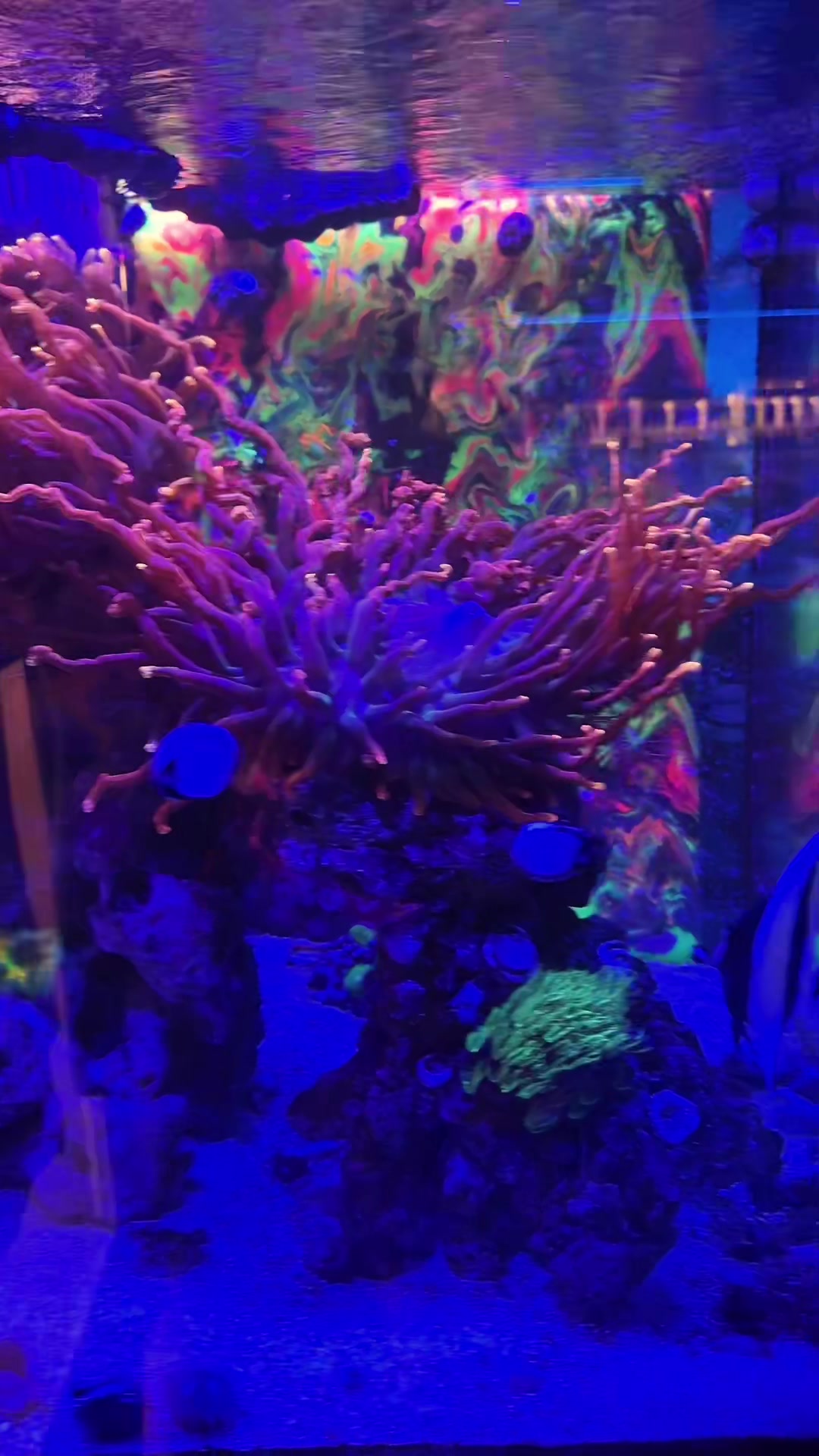 @Palmetto Reef
