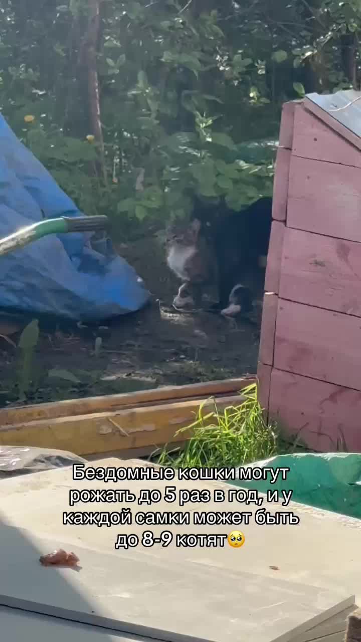 @Animals of Khimki