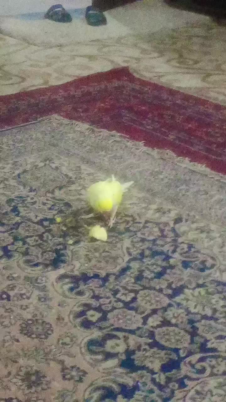 @A F F A N