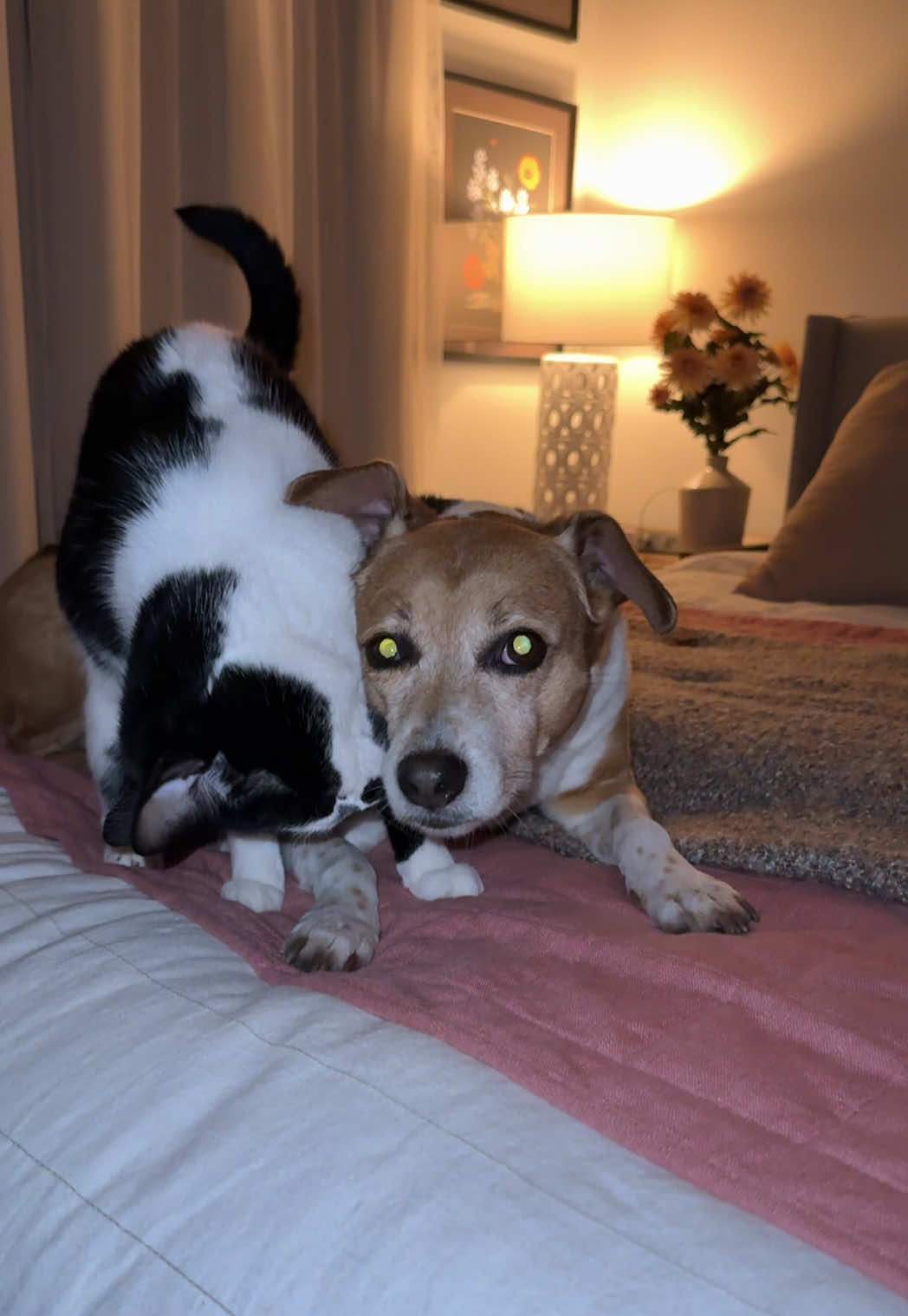 @Rare the Rescue 🐶🐾💕