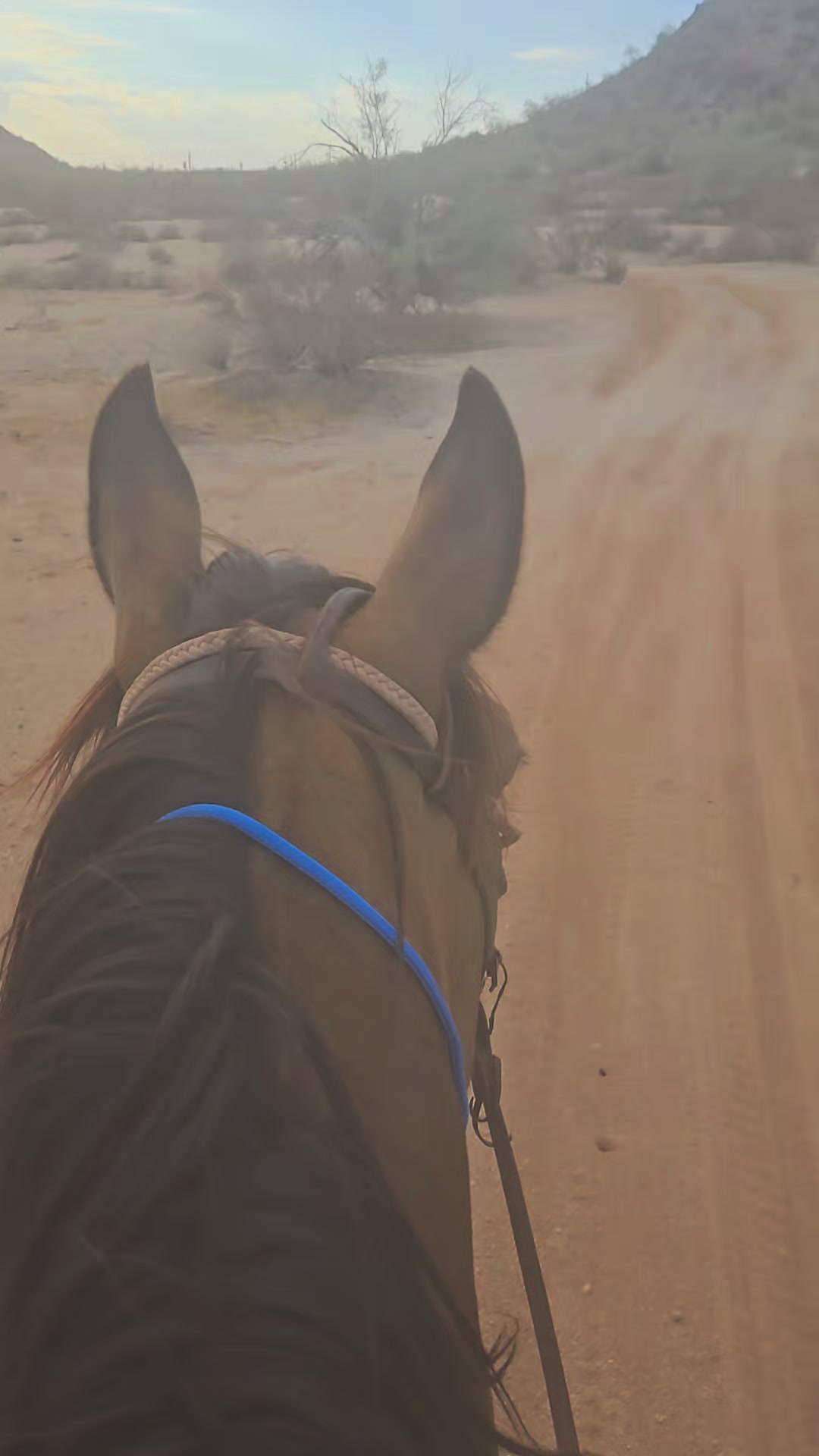 @🐎🐴picture perfect🐴🐎