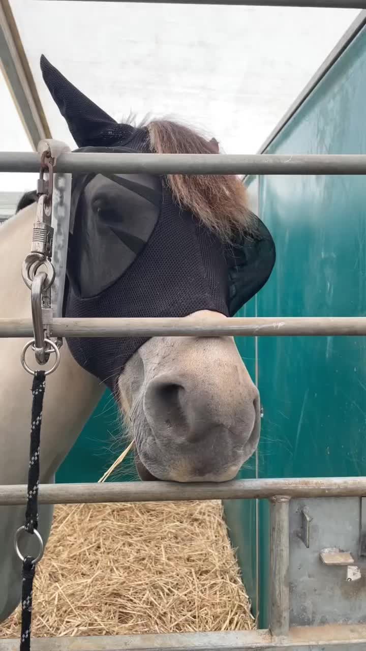 @Fjordpferd Denver