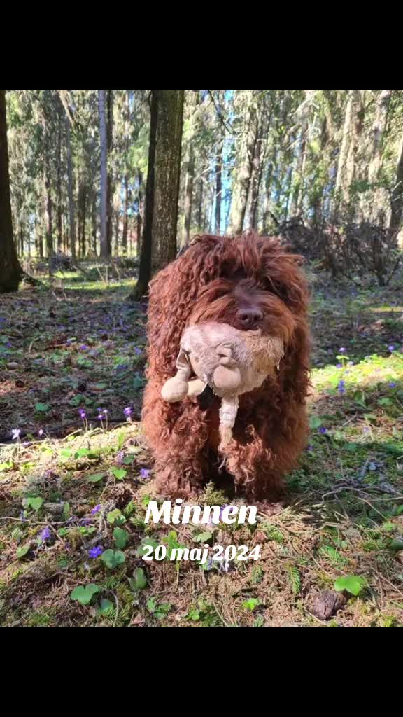 @🐾✨️mhdogs✨️🐾🇸🇪