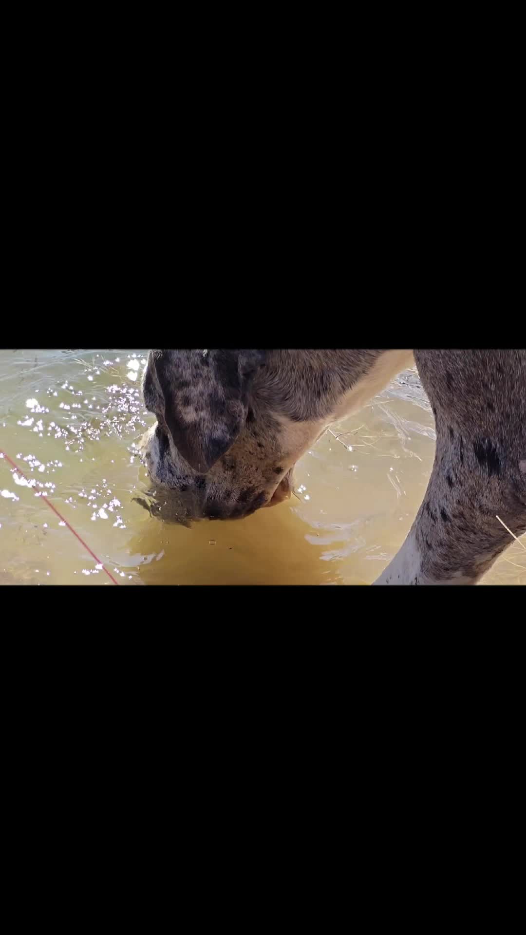 @DesertOasisKennels